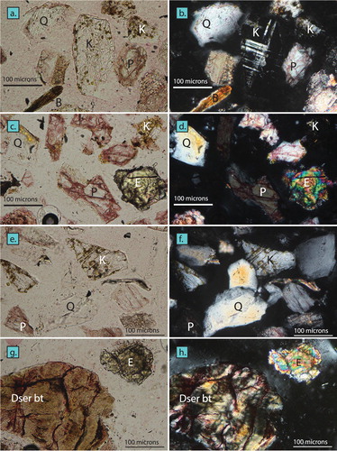 Figure 3. Sand photomicrographs under plane-polarised light on left, with polars crossed on right: In A, and B, Karamea Batholith fine-grained plutonic stream sand shows yellow-stained microcline (K) and potassium feldspar (K), quartz (Q), biotite (B), and pink-stained calcium plagioclase (P). In C, and D, Median Batholith fine-grained plutonic stream sand shows red-stained potassium plagioclase, quartz, yellow-stained potassium feldspar, and higher-birefringence epidote. In E, and F, Paparoa Batholith fine-grained plutonic stream sand contains plentiful quartz along with yellow-stained potassium feldspar and red-stained calcium plagioclase. In G. and H., medium-grained stream sand from the Dun Mountain-Maitai and Brook Street terranes shows bastite texture of red-stained serpentine replacing a mafic mineral (Dser bt) next to a grain of epidote (E), Sample number NZ-13-02.