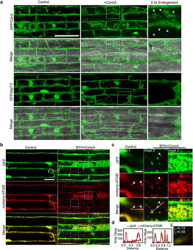 Figure 1. Cytoplasmic soluble GFP protein is nonselectively engulfed by autophagosomes and delivered into vacuole upon autophagy induction condition