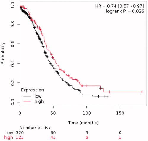 Figure 3. The Kaplan–Meier plot assessing the effect of ARAP1 expression on overall survival (OS) in a publically available dataset of 441 HGSC ovarian cancer patients.