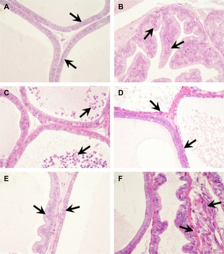 Figure 1 Morphology of the rat dorsolateral prostate.