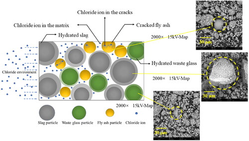 Figure 9. Chloride transport in AAM mortars.