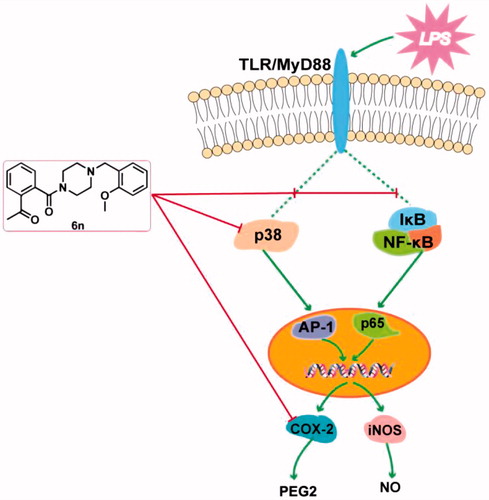 Figure 10. Anti-inflammatory molecular mechanism of 6n.