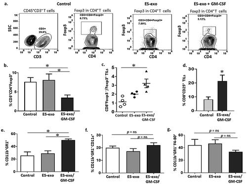 Figure 6. ESC-derived exosome vaccination decreases T regulatory (Treg) cells and increases the ratio of effector CD8+ T cells to Treg in the tumors.C57BL/6 mice (n = 4 per group) were immunized twice (days 0 and 7) with vehicle only (HBSS control) or with exosomes from vector control ES-D3 cells (ES-exo) or with exosomes isolated from ES-D3 cells over-expressing GM-CSF (ES-exo/GM-CSF) in the right flank prior to s.c. challenge with LLC on day 14. Mice were euthanized 15–18 days after tumor challenge, tumors were removed, enzymatically digested, and tumor-infiltrating cells were harvested from control and vaccinated mice and analyzed by flow cytometry. (a) Dot plots showing the percentages of CD3+CD4+Foxp3+ Tregs in CD45+ tumor-infiltrating cells obtained from control, ES-exo- and ES-exo/GM-CSF-vaccinated mice. Numbers in quadrants represent the percentages of each subpopulation. (b) Bar graphs showing the percentages of CD3+CD4+Foxp3+ Tregs sub-populations in CD45+ tumor infiltrating cells from control, ES-exo- and ES-exo/GM-CSF-vaccinated mice. Results are expressed as percentages of total CD45+ cells (n = 4 per group, mean ± SD, *, p < 0.05; ANOVA with Tukey’s multiple comparison test). (c) Bar graph showing the ratio of CD8+ Foxp3 – to CD8–Foxp3+ cells in one of two representative experiments (n = 4 per group, mean ± SD, *, p < 0.05; ANOVA with Tukey’s multiple comparison test). (d) ESC-derived exosome vaccination increases the frequency of functional CD8+ T cells in tumors. Bar graph showing the percentages of CD25+CD8+ in CD45+ tumor-infiltrating cells obtained from control and ES-exo/GM-CSF-vaccinated mice. Results are expressed as percentages of total cells. The data represent results from two independent experiments with three mice/group. *, p < 0.05; relative to control group; unpaired t test. Error bars represent mean ± SD. (e) ESC-derived exosome vaccination increases myeloid-derived suppressor cells (MDSCs) in the tumors. Bar graphs showing the percentages of CD11b+Gr-1+ MDSCs sub-populations in CD45+ tumor infiltrating cells. Results are expressed as percentages of total CD45+ cells (n = 4 per group, mean ± SD, *, p < 0.05; ANOVA with Tukey’s multiple comparison test). (f, g) Bar graphs showing the percentages of CD11b+Gr-1–CD11c+ dendritic cells (f) and percentages of CD11b+Gr-1–F4-80+ macrophages (g) in CD45+ tumor-infiltrating cells obtained from control, ES-exo- and ES-exo/GM-CSF-vaccinated mice. (n = 4 per group, mean ± SD, p = ns; ANOVA with Tukey’s multiple comparison test).