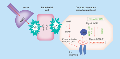 Figure 1.  Nitric oxide pathways involved in erectile physiology.The initiation of penile erection is controlled by the parasympathetic and sympathetic branches of the autonomic nervous system. Nerve stimulation activates the release of NO from nNOS. This then initiates a cascade effect, activating NO production in endothelial cells through eNOS and iNOS. NO then activates guanylate cyclase, which induces corporal smooth muscle relaxation by increasing intracellular cGMP, which primarily through activation of potassium channels inhibits calcium entry into the cell thereby decreasing intracellular calcium concentrations. Intracellular calcium is the prime determinant of the activity of MLCK. With lower calcium levels in the cell, the predominant direction of myosin is toward dephosphorylation (mediated though MLCK), which leads to smooth muscle relaxation.eNOS: Endothelial nitric oxide; iNOS: Inducible nitric oxide; MLCK: Myosin light chain kinase; NO: Nitric oxide; nNOS: Neuronal nitric oxide synthase; NOS: Nitric oxide synthase.