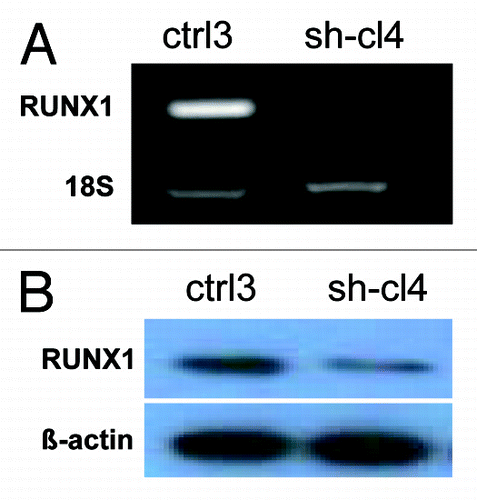 Figure 3. Analysis of RUNX1 expression in SKOV3 cells. (A) Semi-quantitative duplex RT-PCR analysis of RUNX1 mRNA expression levels in the shRNA-RUNX1 clone sh-cl4, compared with the mock-transfected clone ctrl3. The 18S rRNA gene was used as internal standard. (B) Western blot analysis of RUNX1 protein expression in the shRNA-RUNX1 clone sh-cl4, compared with the mock-transfected clone ctrl3. β-actin was used as a loading control.