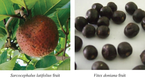 Figure 1. Sarcocephalus latifolius and vitex doniana fruits.