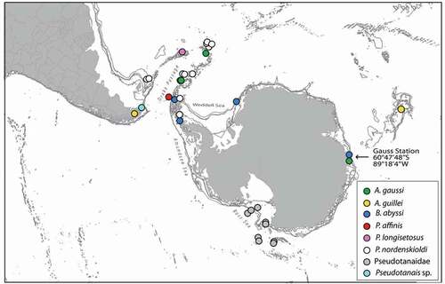 Figure 1. Spatial distribution of Antarctic Pseudotanaidae based on Vanhöffen (Citation1914); Shiino (Citation1978); Sieg (Citation1986a, Citation1986b); Kudinova-Pasternak (Citation1993); Błażewicz-Paszkowycz and Siciński (Citation2014); and Pabis et al. (Citation2015). The details of the records are in Appendix 1