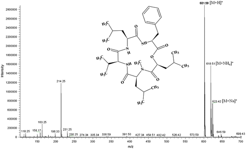 Fig. 1. Full mass spectrum of neoN-methylsansalvamide.