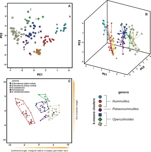 Figure 3. A, two-dimensional ordination of studied specimens; colours accord with the results of the K-means cluster analysis. Numbers indicate the measured type material: 1, Nummulites stritoreticulatus, holotype; 2, N. macgillavry (from Butterlin Citation1981); 3, Operculinoides trinitatensis, holotype; 4, O. spiralis, holotype; 5. O. kugleri, holotype; 6, N. trinitatensis (from Butterlin Citation1961); 7, O. willcoxi (from Barker Citation1939); 8, O. willcoxi (from Cole Citation1941); 9, O. floridensis (from Frost & Langenheim Citation1974); 10, O. floridensis (from Cole Citation1941); 11, O. floridensis (from Cole Citation1941); 12, O. soldadensis (from Vaughan & Cole Citation1941); 13, O. suteri (from Caudri Citation1996); 14, N. floridensis (from Butterlin Citation1961). B, three-dimensional ordination of the studied specimens emphasizes the variation in the third component, highlighting the differentiation between Nummulites from 98LC-2 and Palaeonummulites from 98LC-1. C, discriminant analysis between the interpreted species: Nummulites striatoreticulatus, Palaeonummulites trinitatensis, Operculinoides floridensis and Operculinoides soldadensis; parameters are sorted in order of their importance as discriminators.