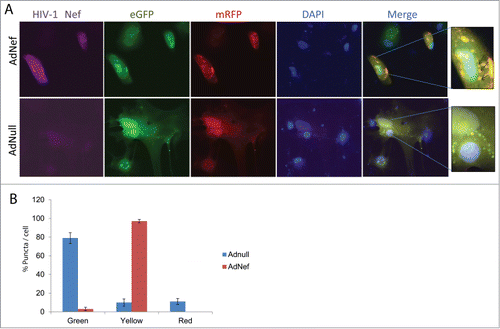 Figure 3. Effect of HIV-1 Nef expression on mRFP-EGFP-LC3 puncta in PHFA cells by Immunocytochemistry (ICC). (A) PHFA cells were plated in 2 well chamber slides the day before the transfection. The cells were first transfected with ptfLC3 plasmid using Lipofectamine™ 3000 according to the manufacturer's guidelines followed by transduction with Ad-null or Ad-Nef and immunocytochemistry was performed as described in Materials and Methods. The upper panel shows the ICC of the Ad-Nef transduced primary astrocytes. From left to right purple for HIV-1 Nef, green for EGFP, red for mRFP, blue for DAPI, and merging EGFP-mRFP-DAPI where puncta were shown. The bottom panel is control with Ad-null transduced PHFA and the slides followed the same order. The far right panels depict the zoom-in where yellow puncta are shown in detail as indicated by arrows. (B) Percentage of Green-red-yellow puncta signal over total puncta per cell in merged images was calculated and shown as a bar graph. Data are shown as mean ± SD and are representative of at least 10 different cells from 10 different fields.