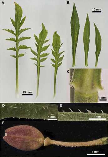 Figure 2  Lepidium peregrinum showing diagnostic characters. A, Rosette leaves. B, Cauline leaves. C, Auriculate cauline leaf bases. D, Petiole hairs. E, Rosette leaf margin vestiture. F, silicle and arcuate pedicel showing adaxial vestiture.