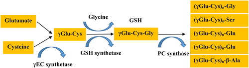 Figure 1. Phytochelatin (PC) biosynthesis molecular pathway in higher plants (Modified from Inouhe [Citation8]). GSH is synthesized by two sequential enzymatic reactions by γEC synthetase and GSH synthetase from precursors, glutamine, cysteine and glycine. Subsequently, PC synthase catalyses the biosynthesis of PCs from GSH. PCs are related to glutathione (GSH) with a (γ-Glu-Cys)n-Gly structure. However, in some plants, C-terminal Gly can be replaced by serine as (γ-Glu-Cys)n-Ser, glutamine as (γ-Glu-Cys)n-Gln, glutamate as (γ-Glu-Cys)n-Glu and alanine as (-γ-Glu-Cys)n-β-Ala.