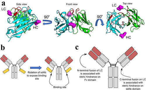 Figure 4. Interpreting the effect of bsAb molecular geometry on binding affinities. (a) Ribbon representation of Trastuzumab Fv (PDB: 1N8Z) showing positions of N-termini of HC (cyan) and LC (green) relative to the antigen-binding paratope. The N-termini are indicated with magenta ball representation. The paratope (red) have been approximated as those residues that are within 6 Å of the HER2 antigen in the complex (antigen not shown). (b) Schematic illustration of the expected sdAb rotation required for exposing the paratope when the sdAb is fused C-terminally to the LC of the IgG1 scaffold. (c) Schematic summary of potential steric restraints introduced when fusing sdAbs on LC of IgG1 scaffold.
