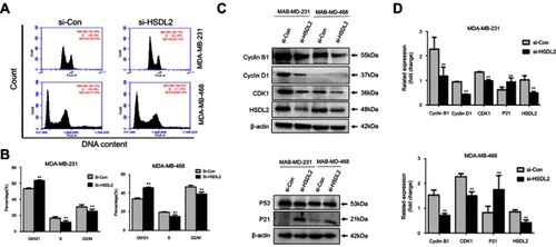 Figure 6 Knockdown of HSDL2 induces cell cycle arrest.Notes: (A-B) The cell cycle profiles were determined by PI staining, and the percentage of cells in each phase was determined by flow cytometry analysis. (C-D) The expression levels of the cell cycle regulatory proteins in the transfected cells were detected by Western blot. β-actin was used as a loading control (*p<0.05; **p<0.01).