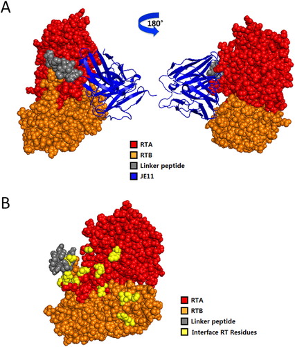 Figure 7. Computerized simulation to reveal the regions of RT bound by HuscFvs. (B) is obtained by shielding JE11 in (A). JE11 formed a contact interface with several residues in both the RTA and RTB domains. The RTA, linker peptide, RTB and JE11 are shown as red, gray, orange and blue, respectively; the interface RT residues are shown as yellow. The details of the interaction are provided in Table 2.