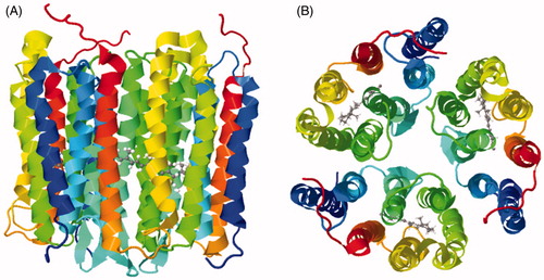 Figure 13. Solid-state NMR structure of Anabaena sensory rhodopsin in lipid bilayers. (A) Side view. (B) Top view from the extracellular surface. The structure is coloured with the N-terminus in blue and the C-terminus in red and the retinal cofactor molecule is coloured grey. These structures were drawn from the PDB file 2M3G using Jmol: an open-source Java viewer for chemical structures in 3D (http://www.jmol.org/) (Herráez, Citation2006). This Figure is reproduced in colour in Molecular Membrane Biology online.