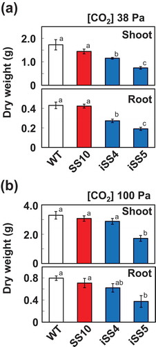 Figure 4. Shoot and root dry weights of plants grown under different CO2 levels. Rice plants were grown under CO2 partial pressures of 38 Pa (a) and 100 Pa (b). Shoot and root dry mass were determined at 30 days after germination. Different letters above the bars indicate significant difference (P < 0.05) between lines determined by Tukey’s test