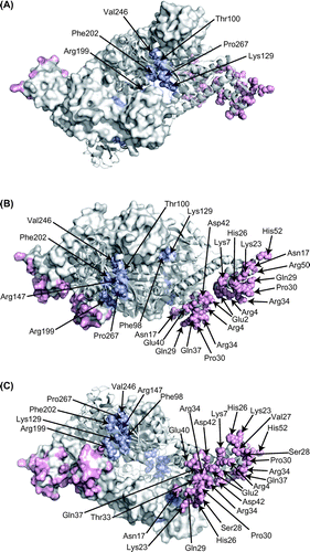 Fig. 2. Amino acid residues for mutations. (A) Top view, (B) side view, (C) and bottom view of the tetrameric CbnR. One pair of compact- and extended-form subunits is shown in the cartoon model, and the other pair is shown in surface representations. Light blue and pink residues are mutated residues in RD and DBD, respectively. Mutated residues on the cartoon models are shown with sphere models.