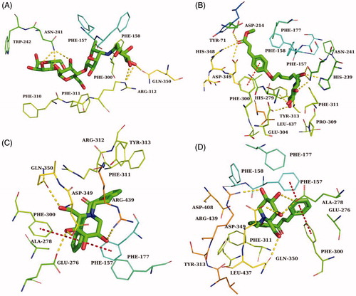 Figure 4. The predicted binding mode of acarbose (A), 34 (B), 41 (C) and 40 (D) in the active site pocket. The yellow dashed lines represented hydrogen bonds and the red dashed lines represented π–π interactions.