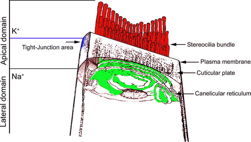 Figure 1.  Organization of the apical pole of an auditory hair cell. Stereocilia are located at the top of a hair cell and insert into the cuticular plate, a meshwork of actin filaments located between the stereocilia and the soma. Tight junctions connecting hair cells and supporting cells divide hair cells into apical and basolateral domains. This Figure is reproduced in colour in Molecular Membrane Biology online.