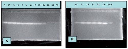Figure 6 Stability of (A) naked small interfering RNA and (B) small interfering RNA/polyethylenimine-polyethylene glycol complexes against RNase A digestion.