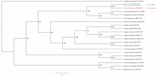 Figure 1. Phylogenetic tree construction using maximum likelihood (ML) based on 21 complete chloroplast genome sequences. The bootstrap support values were shown at the branches.