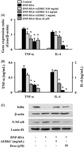 Figure 4. Effects of AEDKC on inflammatory cytokines and NF-κB activation in mast cells. RBL-2H3 cells (5 × 105/well) were sensitized with anti-DNP IgE (50 ng/mL). After overnight incubation, the cells were pretreated with or without drugs, including AEDKC and Dexa, for 1 h, and then challenged with DNP-HSA (100 ng/mL). (A) The gene expression of inflammatory cytokines was determined by qPCR. (B) The secretion of inflammatory cytokines was measured by ELISA. Graph data represent the mean ± SD of three independent experiments. (C) NF-κB activation was assayed by Western blot (N: nuclear). β-actin and lamin B were used as loading controls. The bands are representative of three independent experiments. *p < 0.05 compared with the DNP-HSA-challenged group. Dexa: dexamethasone.