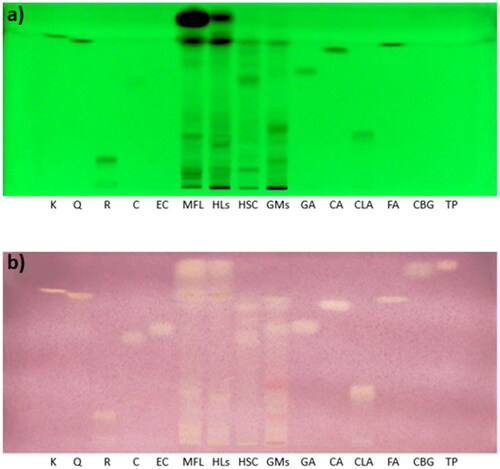 Figure 3. HPTLC plate of standards and samples detected 254 nm (a) and after derivatization with DPPH detected at visible light (vis) (b). K: Kaempferol, Q: Quercetin 3-O-glucoside, R: Ruthin; C: Catechin; EC: Epicatechin; GA: Gallic acid; CA: Caffeic acid; CLA: Chlorogenic acid; FA: Ferulic acid; CBG: Cannabigerol; TP: α-tocopherol; MFL: Mix flowers/leaves; HLs: Hulls; HSC: Hemp seed cake; GMs: Grape marcs.