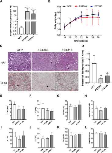 Figure 7 FST overexpression alleviated hepatic steatosis in HFD mice. (A) Hepatic FST mRNA expression in the control (treated with an AAV vector encoding GFP) and FST-overexpressing (treated with an AAV vector encoding FST288 and FST315) HFD mice. (B) Body weight of the control and FST-overexpressing HFD mice. (C and D) H&E and oil red O staining in the liver sections of the control and FST-overexpressing HFD mice. (200×, scale bar=100 µm). The marks represented the main pathohistological difference. (E–L) The serum levels of T-CHO, TG, glucose, ALT, AST, FST, insulin, and C-peptide in the control and FST-overexpressing HFD mice.