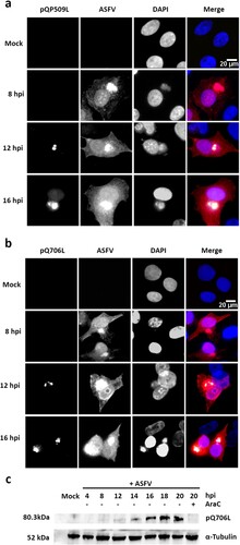 Figure 4. ASFV-pQP509L and ASFV-pQ706L are detected at late times of infection, showing distinct distribution patterns. (a) ASFV-pQP509L was detected at viral factories and host nucleus from 12 hpi onwards. (b) ASFV-pQ706L was identified only within viral factories and also after 12 hpi. Vero-infected cells (MOI = 2) were fixed (4, 8, 12, and 16 hpi), stained and analysed by fluorescence microscopy. In the merged images, ASFV-pQP509L and ASFV-pQ706L were labelled in green, infected cells in red and DNA in blue (DAPI staining). Representative images of at least three independent experiments are shown. (c) Immunoblot analysis revealed that ASFV-pQ706L is a late protein, being absence in the presence of AraC. Vero cells infected with ASFV/Ba71V isolate (MOI of 5) were harvested at the indicated time points. The cytosine arabinoside exposure (AraC, 50 µg/ml) was performed after an initial viral adsorption period (1 h) and cells were collected at 20 hpi.
