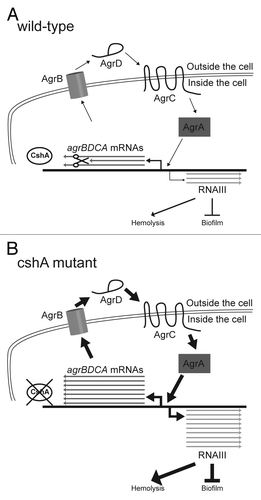 Figure 5. Model of CshA in the degradation of the agr mRNA. (A) In the wild type, agrBDCA mRNAs are produced. However, in the presence of CshA we hypothesize that the degradosome is able to degrade a significant portion of them. Thus the quorum sensing system is working correctly and only small amounts of RNAIII is produced leading to low stimulation of hemolysis and normal biofilm formation. (B) In absence of CshA, we propose that the degradosome is unable to degrade the agrBDCA mRNAs correctly, leading to a much higher level of Agr proteins, resulting in elevated RNAIII levels. The RNAIII, in turn, strongly stimulates production of hemolysins and extracellular proteases, and inhibits the production of biofilm components.