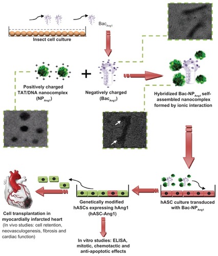 Figure 1 Schematic representation of the overall scheme: generation of recombinant baculovirus (BacAng1), preparation of hybridized baculovirus with TAT/DNA nanoparticles, in vitro human adipose tissue-derived stem cell transduction, and in vivo investigation using direct intramyocardial transplantation of ASC-Ang1 using a rat model with acute myocardial infarction. Transmission electronic microscopic pictures of baculovirus, nanoparticle, and baculovirus-nanoparticle complex shown in subsets confirm the formation of the nanocomplex (in white arrows).Abbreviations: ASC-Ang1, angiopoietin-1-expressing adipose tissue-derived stem cells; BacAng1, angiopoietin-1-carrying baculovirus; Bac-NPAng1, angiopoietin-1-carrying baculovirus-nanoparticle complex; DNA, deoxyribonucleic acid; ELISA, enzyme-linked immunosorbent assay; NPAng1, angiopoietin-1-carrying nanoparticles; TAT, transactivating transcriptional activator.