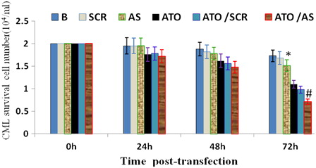 Figure 2. VEGF AS modulated primary CML cell survival following ATO treatment. Primary CML cells were seeded at a density of 2 × 105/ml in 96-well plates and transfected with 0.4 µM VEGF AS with Lipofectin in low serum (2% FCS) DMEM conditions for 6 hours. The appropriate growth medium in the presence of ATO (2 µM) was added to corresponding wells for 72 hours. CML cell survival was assessed using the trypan blue exclusion assay. The results demonstrated that VEGF AS significantly inhibited ATO-induced CML cell survival. *P < 0.01 vs. SCR control, #P < 0.01 vs. SCR/ATO control; B, blank.