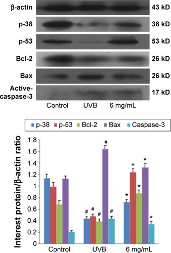 Figure 10 Expressions of p-38, p-53, Bcl-2, Bax, and active-caspase-3 indicated by Western blotting of Saussurea tridactyla Sch. Bip.-derived flavones.