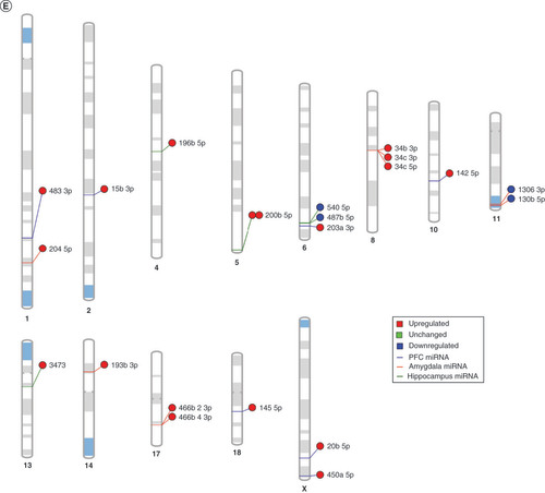 Figure 4. Maternal separation bioinformatic gene ontology analysis, miRNA–gene target maps and miRNA chromosomal localization. (A) We tested biological function GO based on predicted gene targets which have been reported in psychiatric disorders in ingenuity path analysis software. The top 20 ontologies are shown as a bar plot; those particularly relevant to stress and depression have been highlighted in blue. (B) The same ontologies plotted as a network, with each node color-coded based on its membership in one of the top 20 ontologies; the size of each node corresponds to its significance, with larger nodes being more significant. (C) Bubble plot of the top 30 most significant cellular compartment GO terms (false discovery rate <0.05; shown by bubble color). Bubble size corresponds to the number of gene targets within each ontology. (D) Using ingenuity path analysis, we created miRNA–gene target networks based on miRNAs significantly affected by maternal separation and their predicted targets. (E) miRNAs were mapped to the rat genome using a phenogram. Counts per million fold change direction is noted by color based on the figure legend. Line color indicates the brain regions where significant group differences were detected.GO: Gene ontology; PFC: Prefrontal cortex.