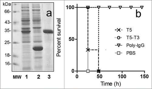 Figure 4. Expression of the bivalent nanobody T5–T3 and in vivo neutralization assay. (a) SDS-PAGE 12% analysis of the cell culture extract of VH-VHH T5–T3 (1) or VH T5 (2), and the affinity purified T5–T3 (3). (b) Survival rate of groups of 5 mice co-administered with 10 × LD100 of the toxin preparation and PBS or PBS containing 6.3 nmoles of T5, 6.3 nmoles of T5–T3, or 3.3 nmoles of Poly-IgG.