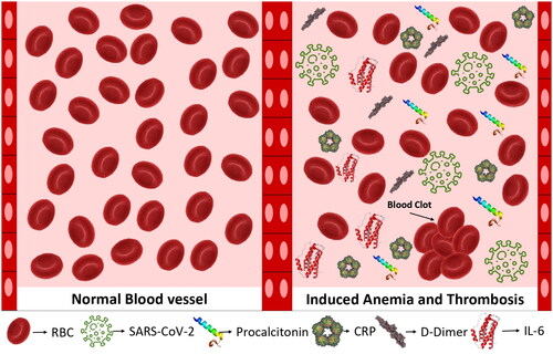 Figure 1. Impact of COVID-19 infection on hemostasis.