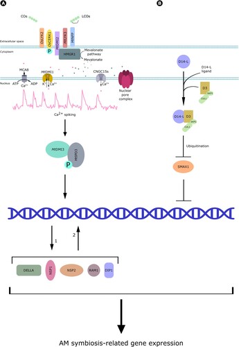 Figure 6. Myc-factor perception. (A) Studies in rice demonstrated that COs are perceived by OsLYK2 and OsCERK1, which is activated by phosphorylation. Investigations in M. truncatula showed that CO and LCO perception requires the action of DMI2, LYK3 and NFP. DMI2 binds to HMGR1, which starts mevalonate production and downstream signaling. This includes nuclear Ca2+ spiking, which also requires the activity of a few nuclear envelope-localized proteins: the cationic channel DMI1, the cyclic nucleotide-gated Ca2+ channel CNGC15s, the MCA8 Ca2+ pump and several nucleoporins in the nuclear pore complex. Ca2+ spiking is further decoded by the calcium and calmodulin-dependent kinase DMI3, which phosphorylates the transcriptional regulator MtIPD3, activating in turn DELLA, DIP1, NSP2, NSP1 and RAM1 transcription factors and driving the expression of AM-related genes. (B) Perception of alternative AM fungal signals by D14-L. After the perception of an unidentified ligand, D14-L form a complex with D3, driving the ubiquitination of the negative regulator SMAX1 and thus allowing downstream signaling culminating in gene regulation and symbiotic plant responses.