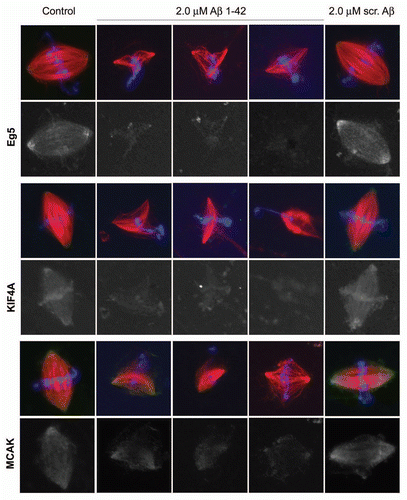 Figure 6 Aβ blocks motor access to MTs of the mitotic spindle. Fluorescent images showing that Aβ reduces endogenous Eg5, KIF4A and MCAK (black and white, green) association with mitotic spindles (red) in Xenopus egg extracts.