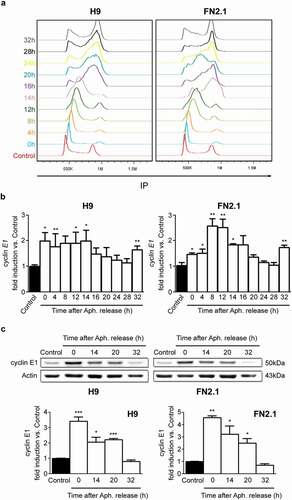 Figure 7. Changes in cyclin E1 mRNA and protein expression levels throughout hPSCs cell cycle progression after Aphidicolin block and release. H9 hESCs and FN2.1 hiPSCs grown in Vitronectin coated dishes with E8 medium were synchronized at G1/S boundary by Aphidicolin (Aph.) block (10 μg/ml for 20 h) and released to enter the cell cycle, and then: (a) Cells were harvested at the indicated time points after release and fixed with cold 70% ethanol. DNA content was measured with propidium iodide (PI) and its fluorescence was determined with a flow cytometer to determine DNA content. A representative DNA content frequency histogram plot is shown for each time point. N = 3. Control: asynchronous cells. h: hours. (b) cyclin E1 mRNA expression levels were quantified by RT-qPCR in asynchronous or at different time points after Aphidicolin (Aph.) removal. rpl7 expression was used as normalizer. Graphs show mean + SEM mRNA fold induction relative to asynchronous control cells (arbitrarily set as 1) of at least three independent experiments. h: hours. (*) p < 0.05 and (**) p < 0.01 vs. Control (asynchronous cells). (c) cyclin E1 protein expression levels were quantified by Western blot in asynchronous or at different time points after Aphidicolin (Aph.) removal. Actin was used as loading control. Mean + SEM fold induction relative to Control (asynchronous cells, arbitrary set as 1) and representative blots of three independent experiments are shown. h: hours. (*) p < 0.05, (**) p < 0.01, (***) p < 0.001 vs. Control.