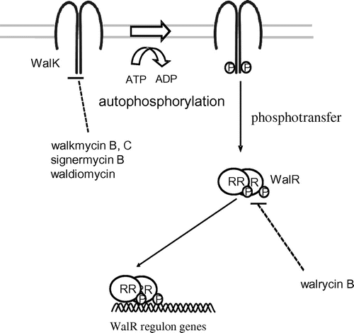 Fig. 4. Modes of action of walkmycin B and C, signermycin B, waldiomycin, and walrycin B.