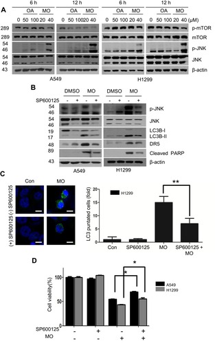 Figure 7 Pivotal role of c-Jun N-terminal kinases (JNK) in cytotoxicity, and apoptotic and autophagic cell death in MO-treated A549 and H1299 cells. (A) Effect of oleanolate (OA) and methyloleanolate (MO) on p-mTOR and p-JNK in A549 and in H1299 cells. Cell were exposed to OA (50, 100 or MO (20, 40 for 12 hrs and subjected to Western blotting with antibodies of p-mTOR, mTOR, p-JNK, JNK, and β actin. (B) Effect of JNK inhibitor SP600125 on p-JNK LC3BII, DR5, and c-PARP in A549 and in H1299 cells. Cell were exposed to dimethyl sulfoxide (DMSO) or MO (40 μM) for 12 hrs and subjected to Western blotting with antibodies of p-mTOR, mTOR, p-JNK, JNK, LC3BII, DR5, c-PARP, and β actin in the presence or absence of SP600125. (C) Effect of SP600125 on LC3 puncta in H1299 cells. H1299 cells were exposed to MO (40 μM) with or without SP600125 for 12 hrs and were stained by LC3 antibody. Immunofluorescence images for LC3 puncta were detected by confocal microscopy. LC3 puncta were counted as means ±SD from three independent experiments. **P < 0.01, versus control. Bar: 10 μm. (D) Effect of SP600125 on the viability of MO-treated H1299 cells. Cell viability was determined in MO- (40 μM) treated H1299 cells with or without SP690125 by 3-(4,5-dimethylthiazol-2-yl)-2,5-diphenyltetrazolium bromide assay. Results represent means ±SD from three independent experiments. *P < 0.05, versus control. N = 6 per group.