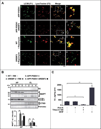 Figure 8. APP-PSEN1 mice overexpressing SREBF2 show impaired autophagosome and endosome-lysosome fusion associated with an accumulation of Aβ and endogenous MAPT in autophagosomes. (A) Autophagosomes (F1) immunolabeled with anti-LC3B antibody and lysosomes (F3) stained with LysoTracker Red were incubated together and fusion events were monitored by immunofluorescence microscopy. Insets show a 3-fold magnification. In inset 2, differentially labeled vesicles in close proximity are indicated by white arrows. Scale bar: 50 μm. (B) Expression levels of Aβ and MAPT in autophagosomes (AP) and endosomes-lysosomes (EL). LC3B and CTSD (intermediate, 45 kDa; and mature form, 34 kDa) were used as markers of AP and lysosomes, respectively. All densitometric values were first normalized to Ponceau S staining to adjust for protein loading. MAPT values were normalized to the corresponding LC3B (I and II) and CTSD (mature form) bands. *P< 0.05 and **P< 0.01; n=3. (C) Proteinase K protection assay. Autophagosomes from APP-PSEN1-SREBF2 mice were exposed to proteinase K (Prot K) with or without Triton X-100 for 30 min. After inhibition of protease activity, levels of Aβ were quantified. To evaluate the presence of Aβ aggregates the same autophagosomal fraction was incubated with HFIP. Disruption of the aggregated forms significantly increased Aβ values, presumably by favoring antibody recognition. *P< 0.05 and **P< 0.01; n=3.