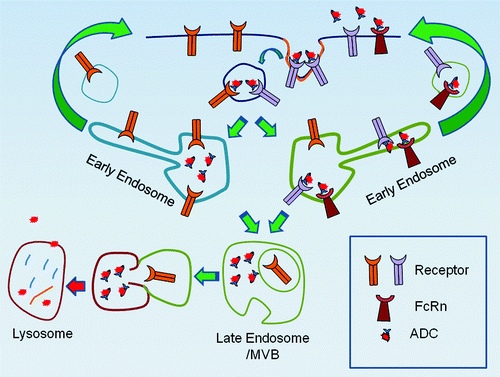 Figure 2. Possible Intracellular trafficking routes of Antibody-Drug Conjugates. If an ADC binds to a receptor which undergoes continual recycling back to the plasma membrane, there is the potential that the ADC may be recycled back to the plasma membrane without delivering the toxic payload, as depicted on the right trafficking route. In certain cell types, the presence of the FcRn can complicate this process, as FcRn binds IgGs and recycles them back to the plasma membrane; as depicted on the right trafficking route. However, in the absence of FcRn, dissociation of the ADC from its receptor within the endosome may lead to lysosomal trafficking of the ADC, where it can release its toxic payload to the cell, as depicted on the left trafficking route.