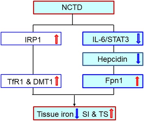 Figure 7. A hypothetical scheme for the role of Norcantharidin in the regulation of serum iron and transferrin saturation and iron content in liver, spleen and duodenum of LPS-treated mice.