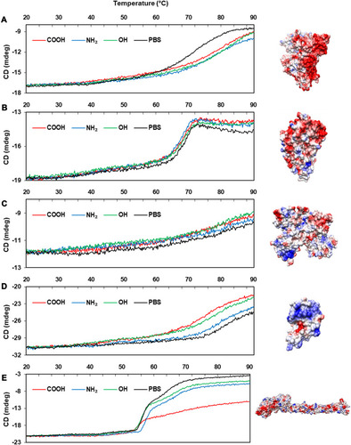 Figure 5 The Tm curves of protein-NP complexes.Notes: PBS represents the reference Tm curve without NPs. (A) Albumin (PDB code: 2bx8), (B) α-1-antitrypsin (PDB code: 1kct), (C) transferrin (PDB code: 2hau), (D) lysozyme (PDB code: 1lz1), (E) fibrinogen (α, β, r, PDB code: 3ghg). The structure of each protein was obtained from PDB database (http://www.rcsb.org). The Coulumb parameters were ε = 4r and thresholds ± 5.93 kcal/mol⋅e. Negative charge is indicated in red, positive in blue, and neutral in white. Surface charge was calculated using UCSF Chimera.Abbreviations: CD, circular dichroism; NP, nanoparticle; Tm, melting temperature.