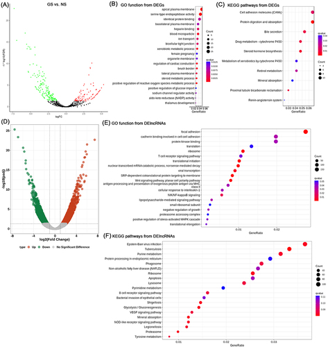 Figure 3 Differences in the lncRNA and mRNA expression profiles between GS and NS tissues. (A) Volcano plot of the differential expression analysis of DEGs (fold change ≥ 2.0 and p < 0.05). The top 15 items of DEGs of GBC-GS were identified by (B) GO function enrichment and (C) KEGG enrichment. (D) Volcano plot of the differential expression analysis of DElncRNAs (fold change ≥ 2.0 and p < 0.05). The top 15 items of DElncRNAs of GBC-nGS were identified by (E) GO function enrichment and (F) KEGG enrichment.