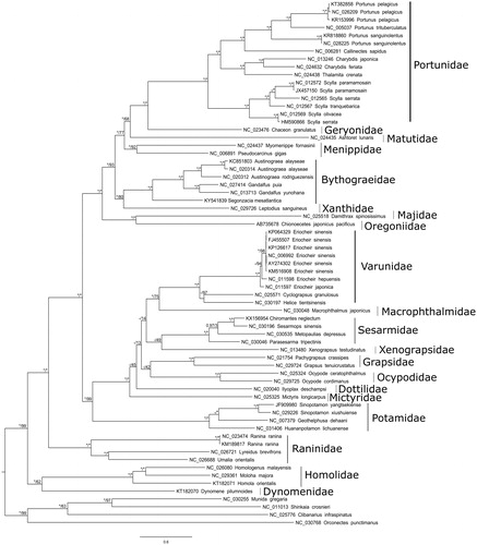 Figure 1. RaxML topology of Brachyura phylogenetic relationships based on the alignment of the concatenated 13 mitochondrial coding genes for 63 Brachyuran and 4 non-Brachyuran decapods. The model GTR + G + I was used in both maximum likelihood and Bayesian analysis. 500 rapid bootstrap resampling were set for RaxML analysis. Convergence of the 2 run Bayesian analysis was verified by the ESS values >200 with Tracer V.1.6. Node values correspond to Bayesian posterior probabilities/bootstrap. Asterisks indicate nodes with complete support in the considered analysis. A hyphen denotes a node not recovered in the considered analysis. All non-redundant available complete mitogenomes were selected and a primary RaxML analysis with a concatenated dataset was performed. The Leucosiidae Pyrhila pisum (NC_030047) generates a long branch and was thus excluded. Each gene was then separately analysed to detect potential long-branch artefacts. This analysis conducted to exclude the Cytb and ND6 genes of Metopaulias depressus (NC_030535). The dataset was completed with Sinopotamon yangtsekiense (JF909980) for which the sequences of ND1 and ND2 are lacking.