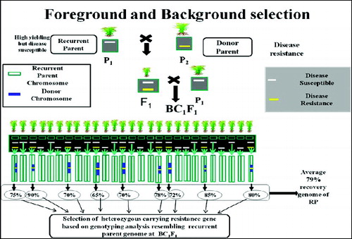 Figure 4. Schematic representation of selection of heterozygous carrying resistance gene based on genotyping analysis resembling RP genome at BC1F1. Source: modified from IRRI, (2014) with permission (www.knowledgebank.irri.org).