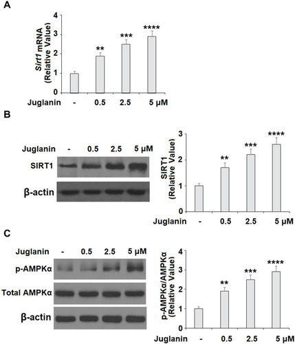 Figure 6 The effects of juglanin on the expression of SIRT1 and AMPKα in 3T3-L1 adipocytes. Differentiated 3T3-L1 cells were treated with juglanin (0.5, 2.5, 5 μM) for 24 h. (A) mRNA of SIRT1 (B) Protein of SIRT1; (C). The levels of p-AMPKα and AMPKα (**, ***, ****, P<0.01, 0.001, 0.0001 vs Vehicle control).